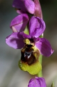 1080 Ophrys tenthredinifera